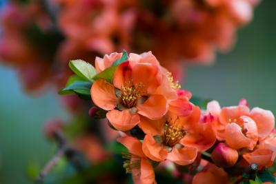 Прикрепленное изображение: DSC_7710-1.jpg